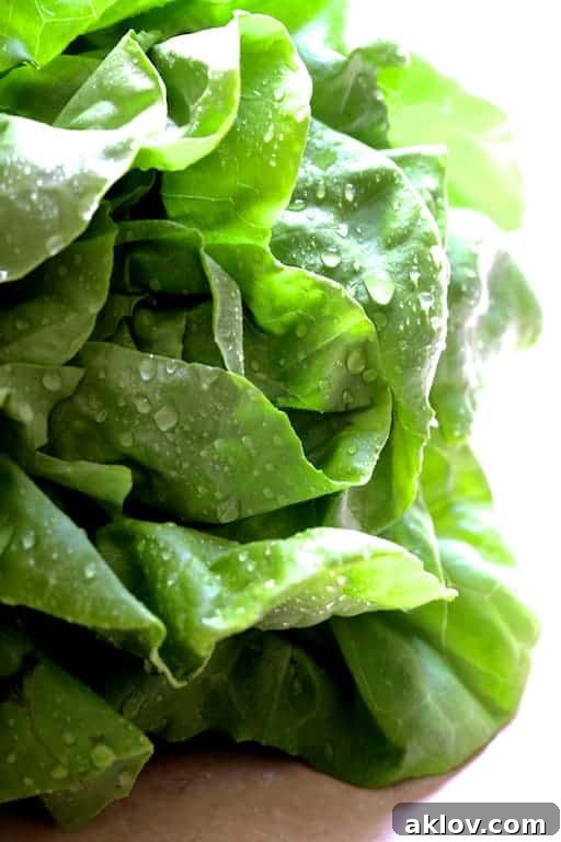Close-up photo of fresh Boston lettuce that has been freshly washed, crisp and ready for wraps.