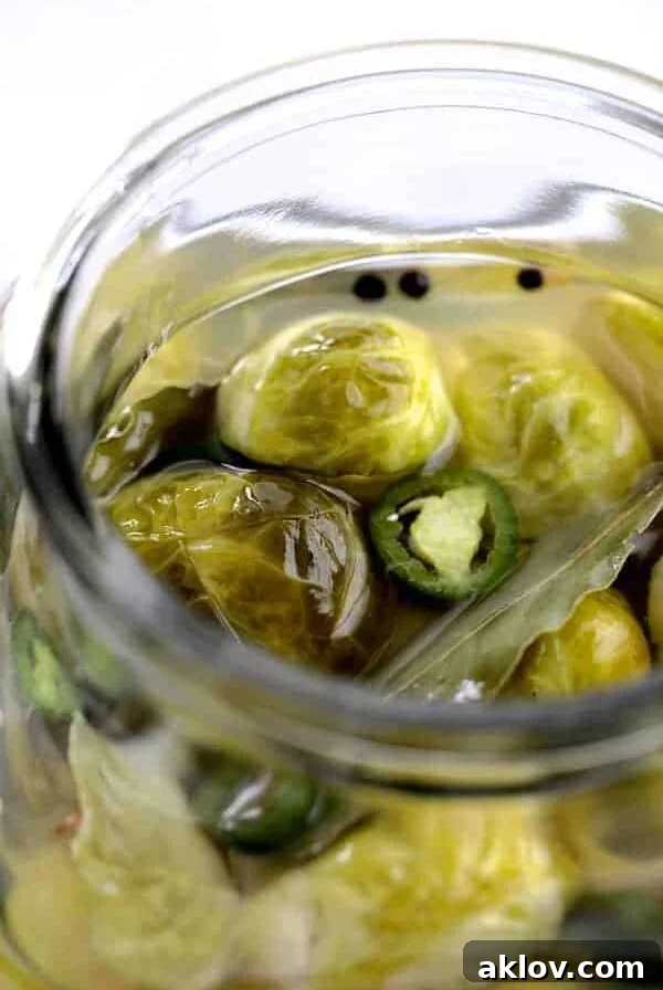 Quick Pickled Brussels Sprouts with Jalapeno in glass jar.
