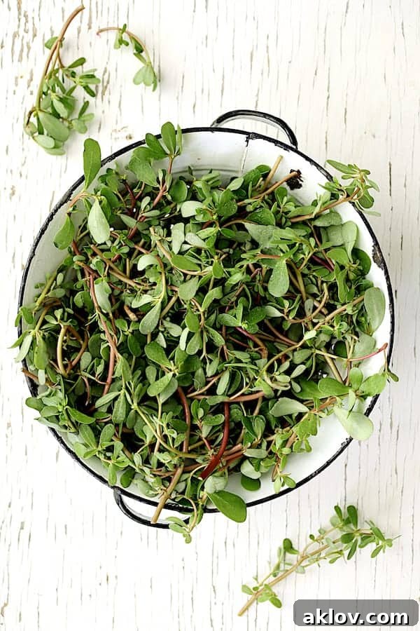Photo of fresh purslane being rinsed in a white colander on a white background.