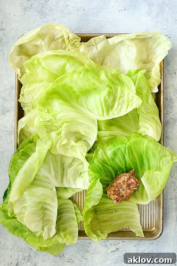 Overhead shot of 12 blanched cabbage leaves on a baking sheet, with a portion of meat filling placed on one leaf, ready for rolling.