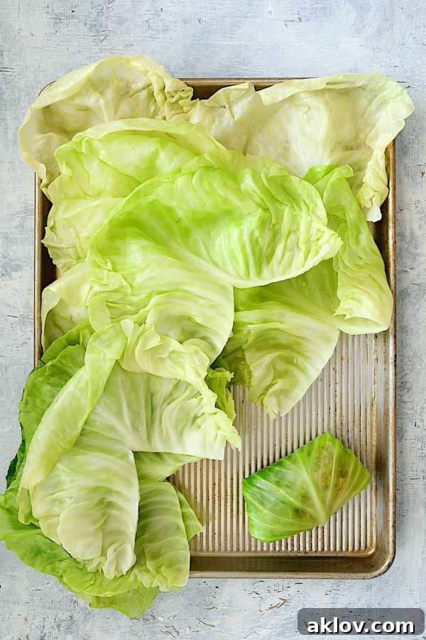 Overhead shot of cabbage leaves on a baking sheet, featuring one fully rolled cabbage roll, perfectly formed and ready for the baking dish.