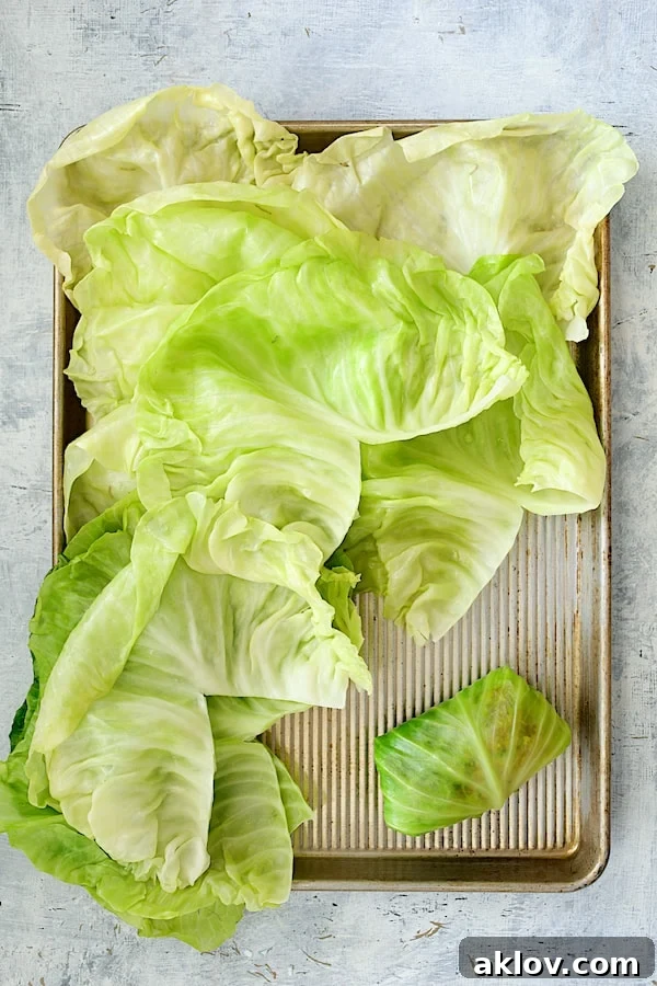 Overhead shot of cabbage leaves on a baking sheet, with one completely rolled up, demonstrating the final step of the rolling technique.