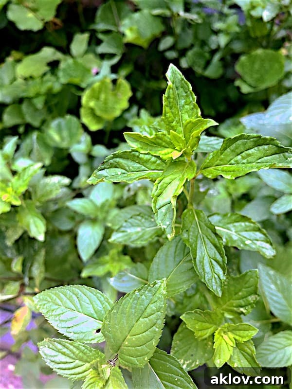 Close-up shot of vibrant green fresh mint sprigs, showcasing their lush leaves, freshly picked from an herb garden.