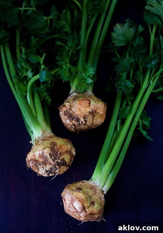 Three bulbs of celery root, or celeriac, with their leafy green tops still attached, showcasing their natural, rustic appearance.