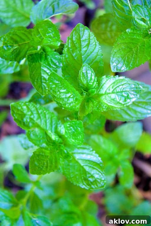 Close-up photo of vibrant green fresh mint leaves, ready to be harvested.