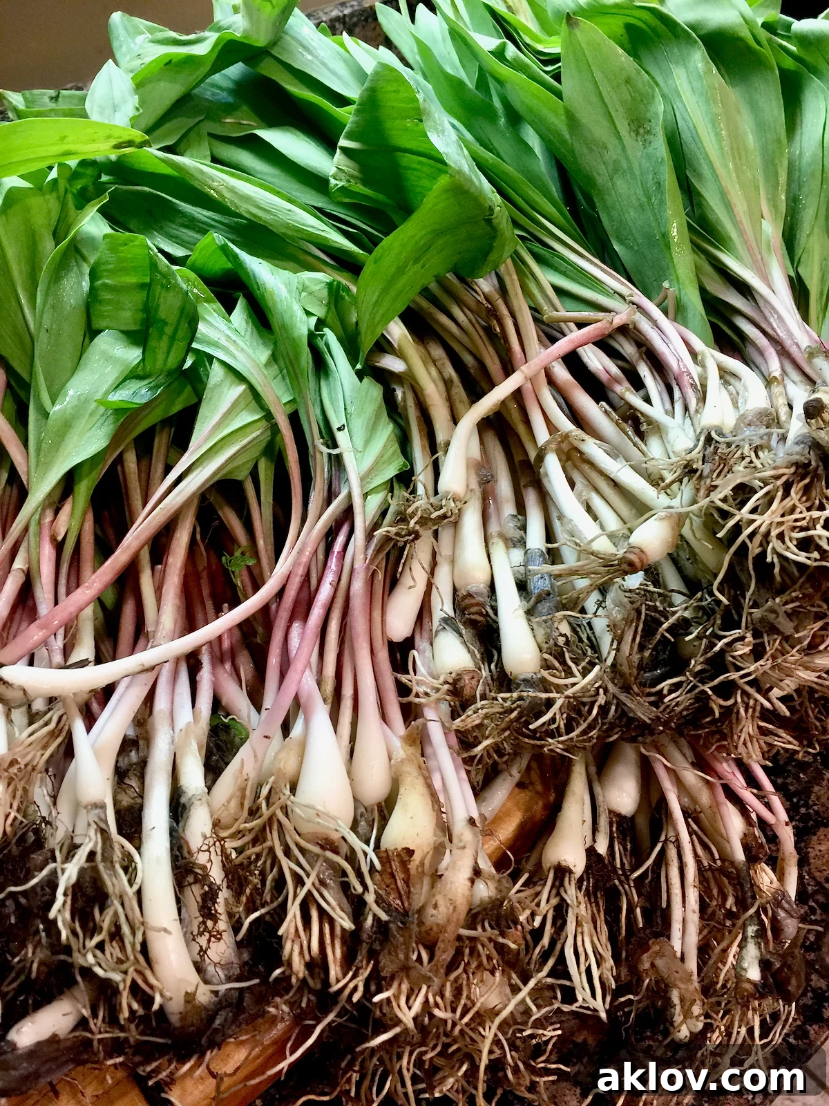 Freshly harvested ramps with rich, dark forest soil clinging to their roots, emphasizing their natural, foraged origin and earthy appeal.